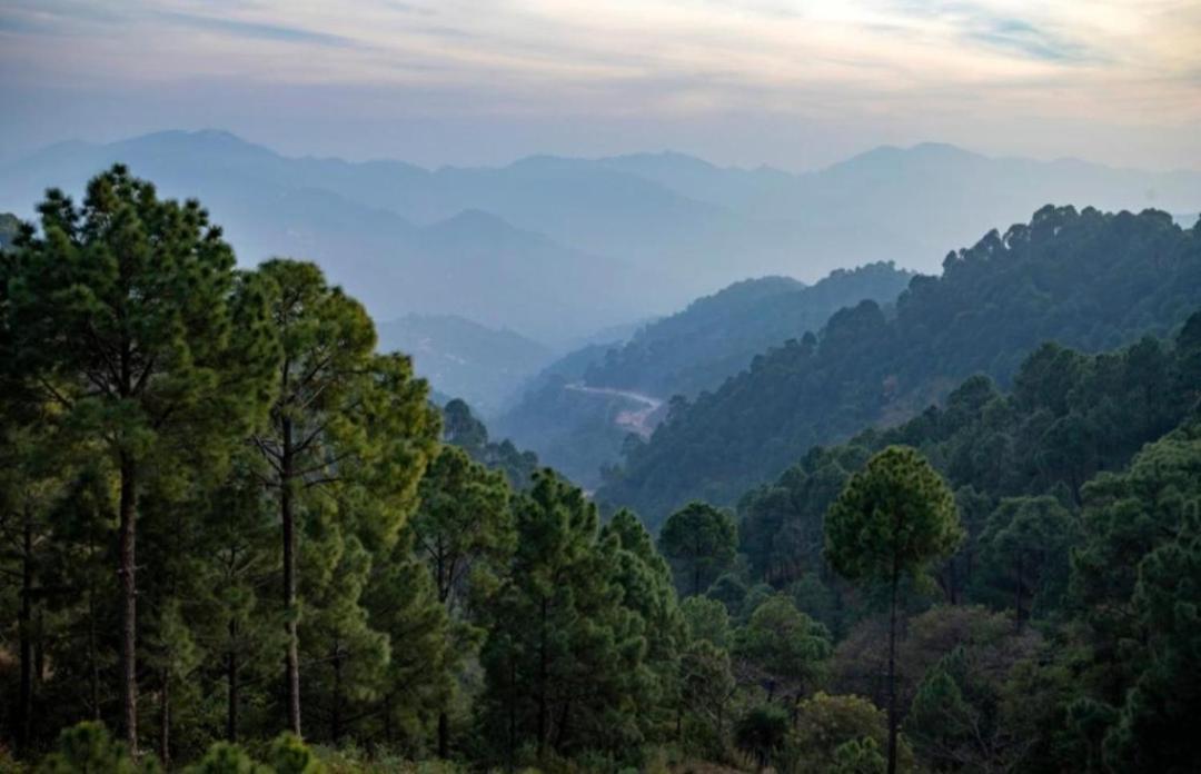 Kasauli Vibes Apartment Exterior foto